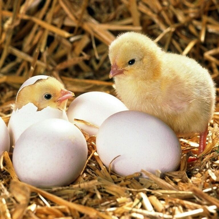 Zázrak života: Ako liahnuť vajcia doma?